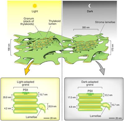 Thylakoid Lumen; from “proton bag” to photosynthetic functionally important compartment